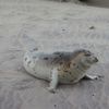 Video: Adorable Baby Seal Sunbathes Leisurely On Brighton Beach
